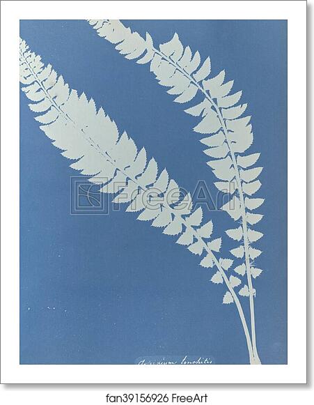 Free art print of Asplenium lonchitis, British by Anna Atkins Free art print of Asplenium lonchitis, British by Anna Atkins