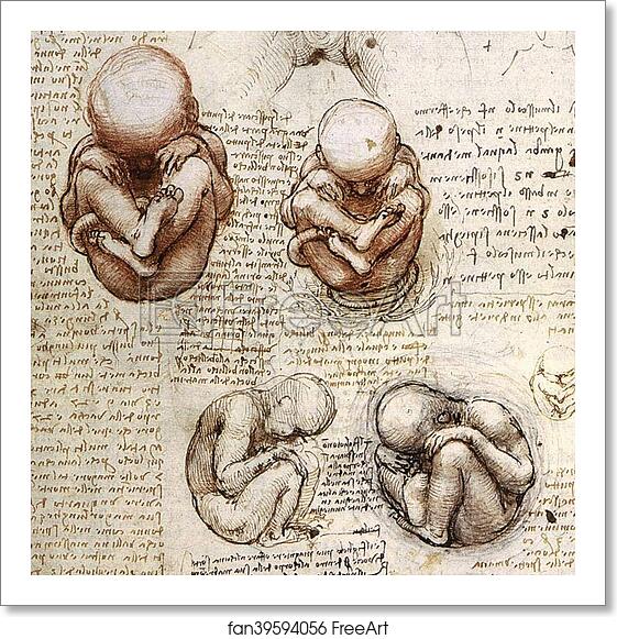 Free art print of Views of a Foetus in the Womb (c. 1510 - 1512) by Leonardo Da Vinci Free art print of Views of a Foetus in the Womb (c. 1510 - 1512) by Leonardo Da Vinci