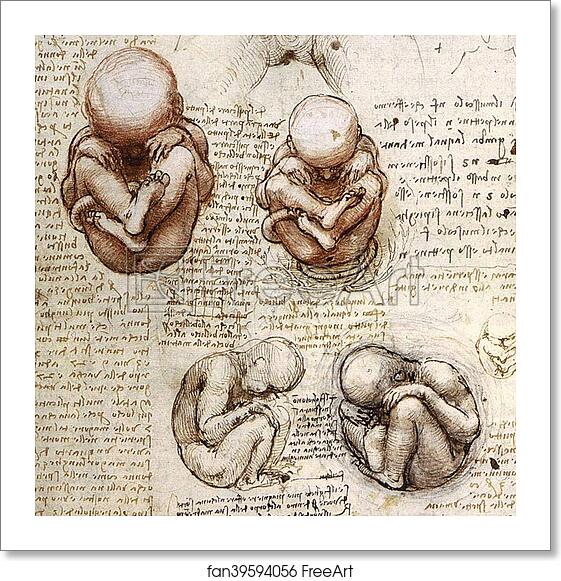 Free art print of Views of a Foetus in the Womb (c. 1510 - 1512) by Leonardo Da Vinci Free art print of Views of a Foetus in the Womb (c. 1510 - 1512) by Leonardo Da Vinci