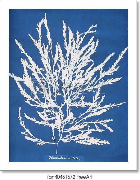 Free art print of Odonthalia dentata by Anna Atkins Free art print of Odonthalia dentata by Anna Atkins