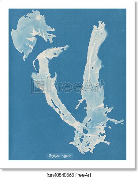 Free art print of Porphyra vulgaris by Anna Atkins