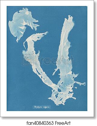 Free art print of Porphyra vulgaris by Anna Atkins Free art print of Porphyra vulgaris by Anna Atkins