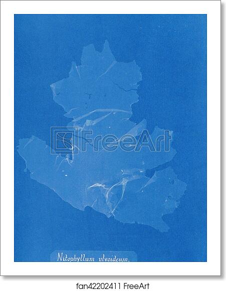 Free art print of Nitophyllum ulvoideum in fruit by Anna Atkins Free art print of Nitophyllum ulvoideum in fruit by Anna Atkins