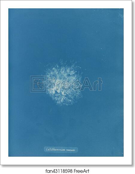 Free art print of Callithamnion roseum by Anna Atkins Free art print of Callithamnion roseum by Anna Atkins