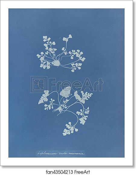 Free art print of Asplenium ruta muraria, British by Anna Atkins Free art print of Asplenium ruta muraria, British by Anna Atkins