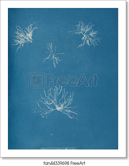Free art print of Schizonema helminthosum by Anna Atkins