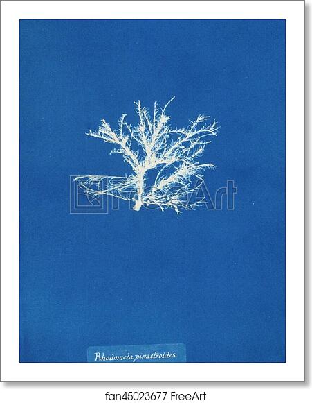 Free art print of Rhodomela pinastroides by Anna Atkins