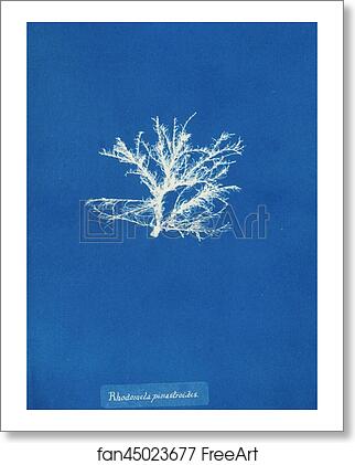 Free art print of Rhodomela pinastroides by Anna Atkins Free art print of Rhodomela pinastroides by Anna Atkins