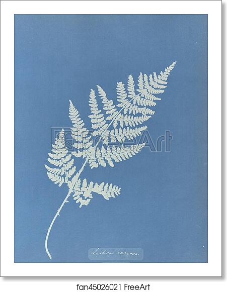 Free art print of Lastrea recurva, British by Anna Atkins