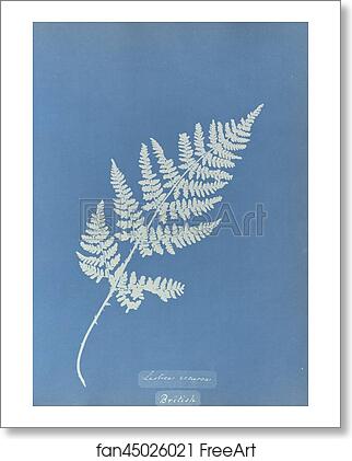 Free art print of Lastrea recurva, British by Anna Atkins Free art print of Lastrea recurva, British by Anna Atkins
