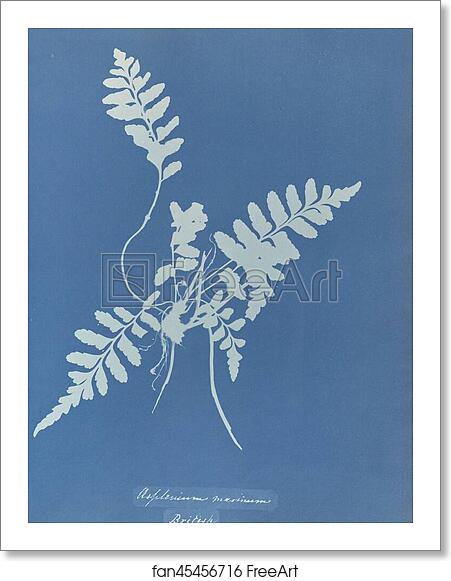 Free art print of Asplenium marinum, British by Anna Atkins Free art print of Asplenium marinum, British by Anna Atkins