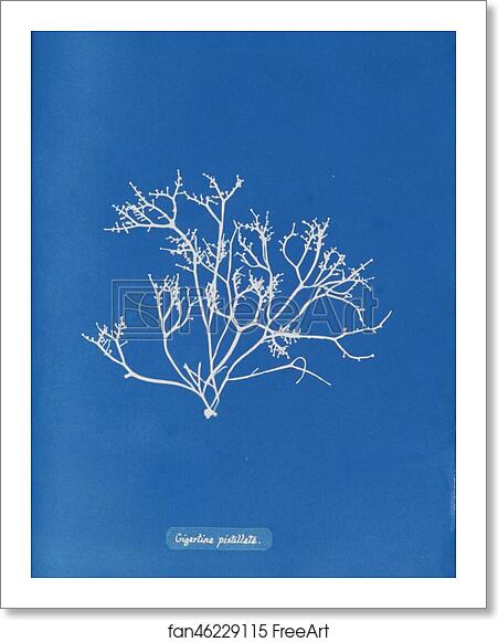 Free art print of Gigartina pistillata by Anna Atkins