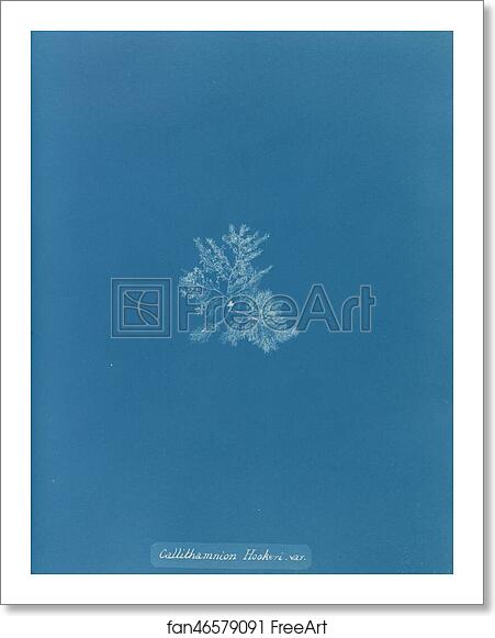 Free art print of Callithamnion Hookeri. var. by Anna Atkins Free art print of Callithamnion Hookeri. var. by Anna Atkins