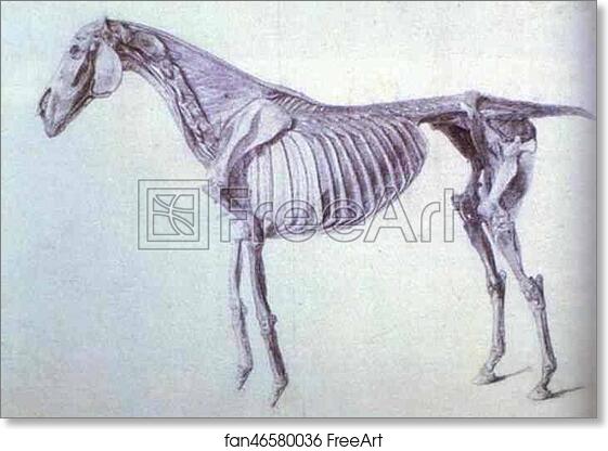 Free art print of Finished Study for the Fifth Anatomical Table by George Stubbs