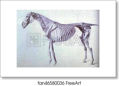 Free art print of Finished Study for the Fifth Anatomical Table by George Stubbs