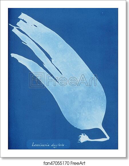 Free art print of Laminaria digitata by Anna Atkins Free art print of Laminaria digitata by Anna Atkins