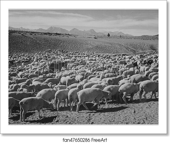 Free art print of Sheep "Flock in Owens Valley, 1941.". Photographs of National Parks and Monuments, compiled 1941 - 1942, documenting the period ca. 1933 - 1942. by Ansel Adams (1902-1984) Free art print of Sheep "Flock in Owens Valley, 1941.". Photographs of National Parks and Monuments, compiled 1941 - 1942, documenting the period ca. 1933 - 1942. by Ansel Adams (1902-1984)