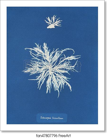Free art print of Ectocarpus tomentosus by Anna Atkins