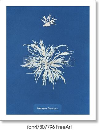 Free art print of Ectocarpus tomentosus by Anna Atkins Free art print of Ectocarpus tomentosus by Anna Atkins