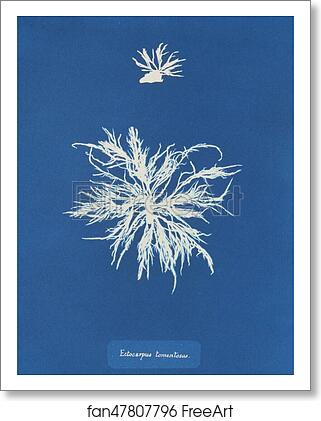 Free art print of Ectocarpus tomentosus by Anna Atkins Free art print of Ectocarpus tomentosus by Anna Atkins