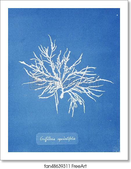 Free art print of Griffithsia equisetifolia by Anna Atkins