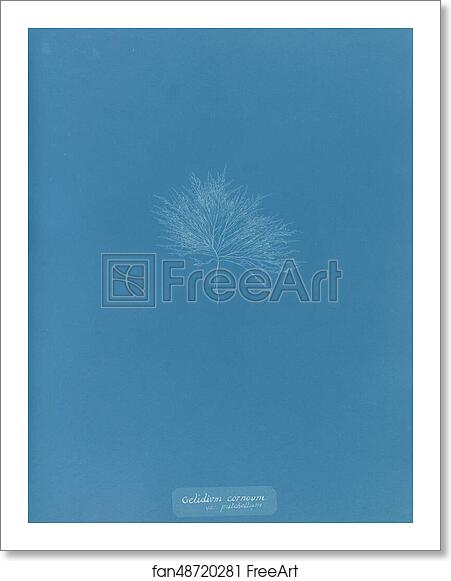 Free art print of Gelideum corneum var. pulchellum by Anna Atkins