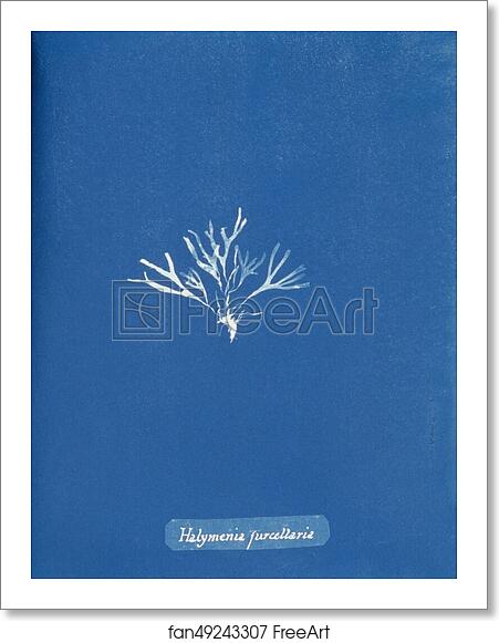 Free art print of Halymenia furcellaria by Anna Atkins