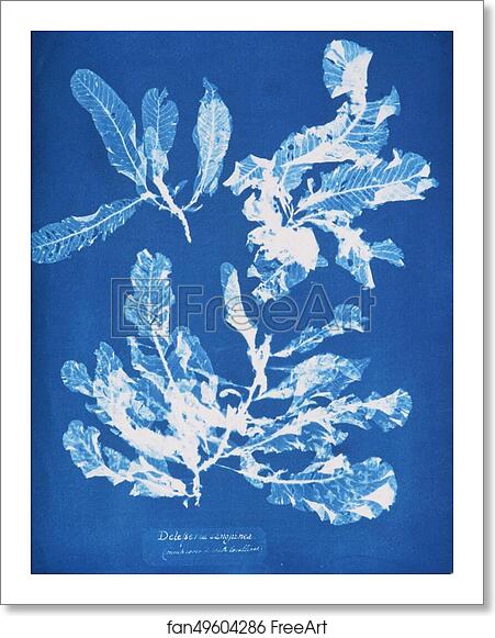 Free art print of Delesseria sanguinea by Anna Atkins