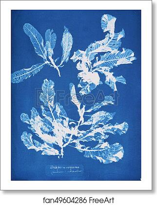 Free art print of Delesseria sanguinea by Anna Atkins Free art print of Delesseria sanguinea by Anna Atkins