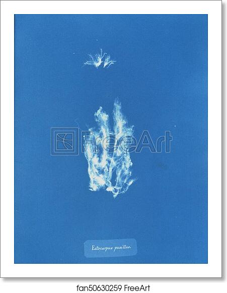 Free art print of Ectocarpus pusillus by Anna Atkins