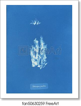 Free art print of Ectocarpus pusillus by Anna Atkins Free art print of Ectocarpus pusillus by Anna Atkins