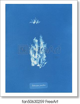 Free art print of Ectocarpus pusillus by Anna Atkins Free art print of Ectocarpus pusillus by Anna Atkins