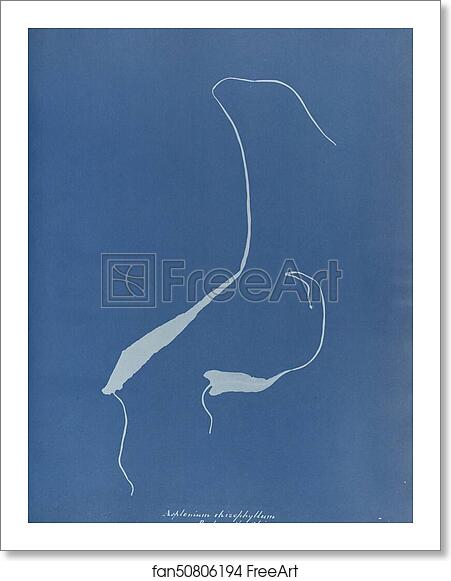 Free art print of Asplenium rhizophyllum by Anna Atkins Free art print of Asplenium rhizophyllum by Anna Atkins