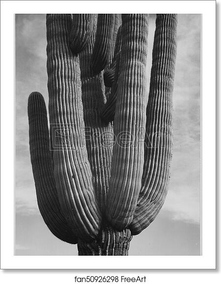 Free art print of Detail of cactus "Saguaros, Saguro National Monument," Arizona. (Vertical Orientation).  Photographs of National Parks and Monuments, compiled 1941 - 1942, documenting the period ca. 1933 - 1942. by Ansel Adams (1902-1984)
