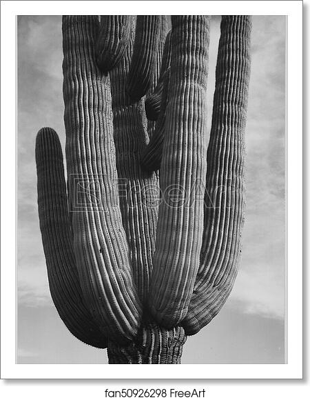Free art print of Detail of cactus "Saguaros, Saguro National Monument," Arizona. (Vertical Orientation).  Photographs of National Parks and Monuments, compiled 1941 - 1942, documenting the period ca. 1933 - 1942. by Ansel Adams (1902-1984)