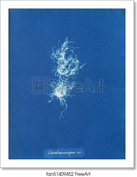 Free art print of Chondrus crispus var by Anna Atkins