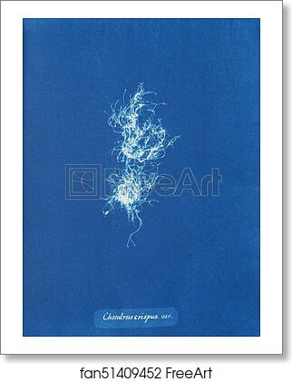 Free art print of Chondrus crispus var by Anna Atkins Free art print of Chondrus crispus var by Anna Atkins
