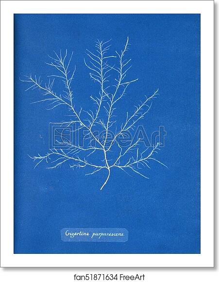Free art print of Gigartina purpurascens by Anna Atkins Free art print of Gigartina purpurascens by Anna Atkins