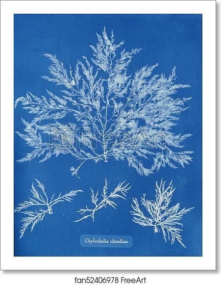 Free art print of Chylocladia clavellosa by Anna Atkins Free art print of Chylocladia clavellosa by Anna Atkins