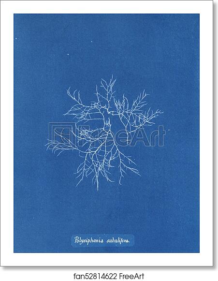 Free art print of Polysiphonia subulifera by Anna Atkins