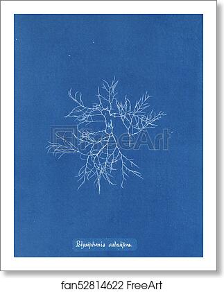 Free art print of Polysiphonia subulifera by Anna Atkins Free art print of Polysiphonia subulifera by Anna Atkins