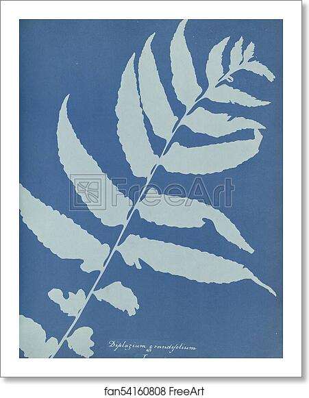 Free art print of Diplazium grandifolium, Jamaica by Anna Atkins