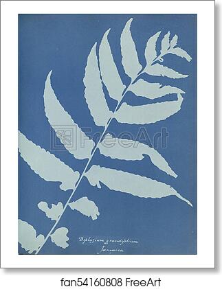 Free art print of Diplazium grandifolium, Jamaica by Anna Atkins Free art print of Diplazium grandifolium, Jamaica by Anna Atkins