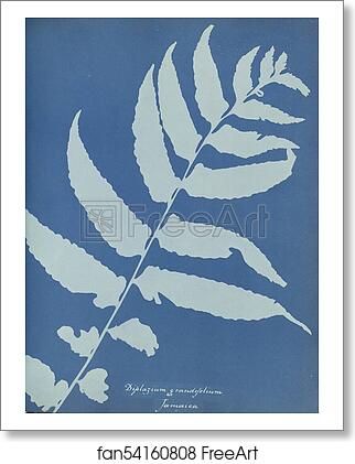Free art print of Diplazium grandifolium, Jamaica by Anna Atkins Free art print of Diplazium grandifolium, Jamaica by Anna Atkins