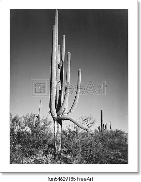 Free art print of Full view of cactus and surrounding shrubs, "In Saguaro National Monument," Arizona. (Vertical Orientation). Photographs of National Parks and Monuments, compiled 1941 - 1942, documenting the period ca. 1933 - 1942. by Ansel Adams (1902-1984) Free art print of Full view of cactus and surrounding shrubs, "In Saguaro National Monument," Arizona. (Vertical Orientation). Photographs of National Parks and Monuments, compiled 1941 - 1942, documenting the period ca. 1933 - 1942. by Ansel Adams (1902-1984)