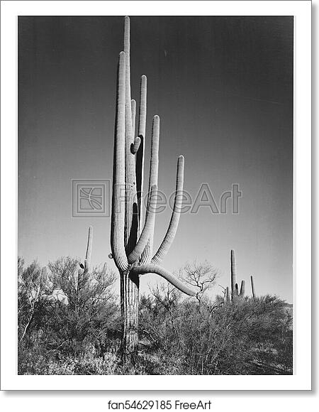 Free art print of Full view of cactus and surrounding shrubs, "In Saguaro National Monument," Arizona. (Vertical Orientation).  Photographs of National Parks and Monuments, compiled 1941 - 1942, documenting the period ca. 1933 - 1942. by Ansel Adams (1902-1984)