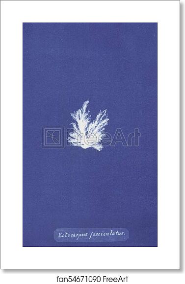 Free art print of Ectocarpus fasciculatus by Anna Atkins Free art print of Ectocarpus fasciculatus by Anna Atkins