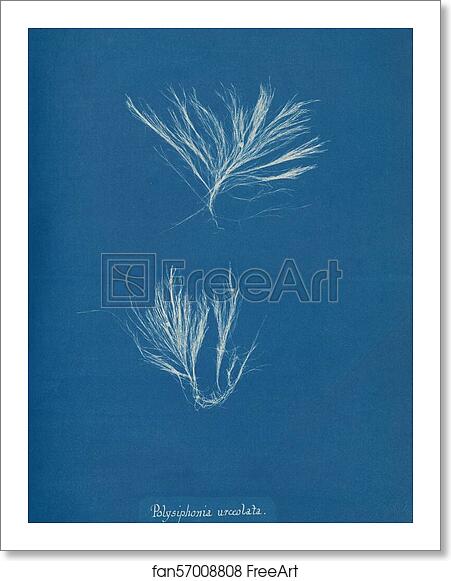 Free art print of Polysiphonia urceolata by Anna Atkins Free art print of Polysiphonia urceolata by Anna Atkins
