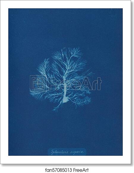Free art print of Sphacelaria scoparia by Anna Atkins Free art print of Sphacelaria scoparia by Anna Atkins