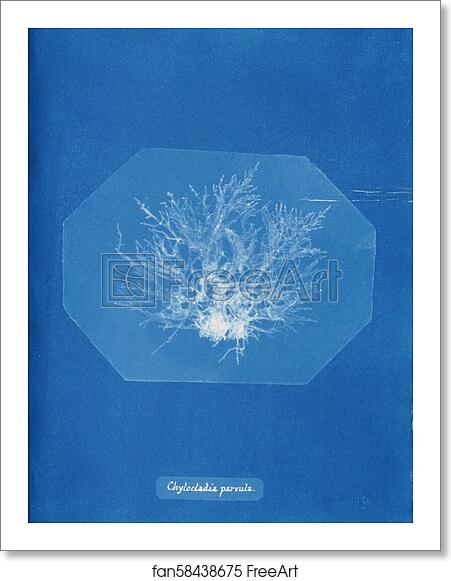 Free art print of Chylocladia parvula by Anna Atkins